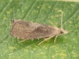 Attēlu rezultāti vaicājumam “Dichrorampha simpliciana”