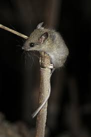 Attēlu rezultāti vaicājumam “Sicista betulina”