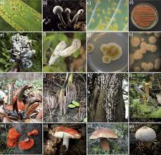 Attēlu rezultāti vaicājumam “Phleogena faginea stalked”