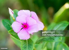 Attēlu rezultāti vaicājumam “Silene viscaria flower”