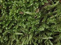 Attēlu rezultāti vaicājumam “Hypnum cupressiforme sporophyte”