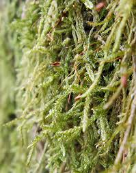 Attēlu rezultāti vaicājumam “Hypnum pallescens sporophyte”