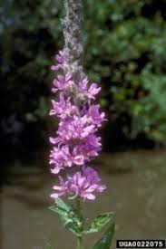 Attēlu rezultāti vaicājumam “Lythrum salicaria flower”