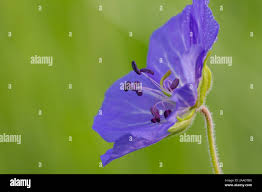 Image result for Storchschnäbel