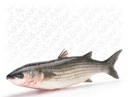 Image result for Chelon labrosus