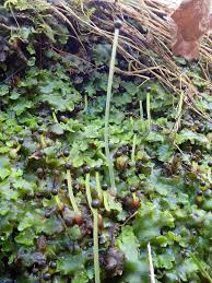Attēlu rezultāti vaicājumam “Pellia epiphylla sporophyte”