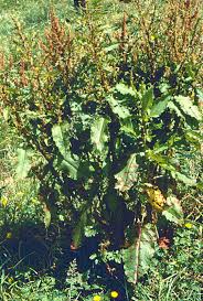 Attēlu rezultāti vaicājumam “Rumex aquaticus bud”