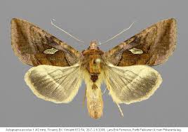 Attēlu rezultāti vaicājumam “Autographa excelsa”