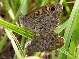 Attēlu rezultāti vaicājumam “Lasiommata megera male”