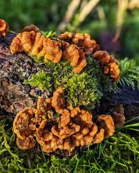 Attēlu rezultāti vaicājumam “Stereum hirsutum”