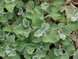 Image result for Marrubium vulgare