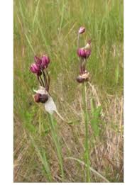 Attēlu rezultāti vaicājumam “Allium scorodoprasum”