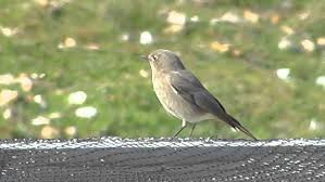 Attēlu rezultāti vaicājumam “Phoenicurus ochruros female”