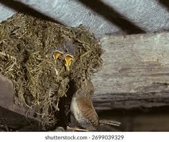 Attēlu rezultāti vaicājumam “Troglodytes troglodytes nest”