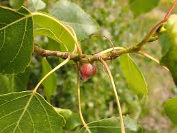 Attēlu rezultāti vaicājumam “Pemphigus borealis”