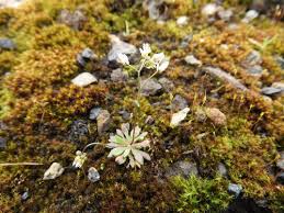 Attēlu rezultāti vaicājumam “Erophila verna fruit”