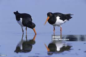 Attēlu rezultāti vaicājumam “Haematopus ostralegus”