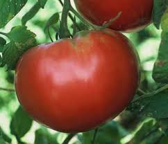 Afbeeldingsresultaat voor prudence purple tomato