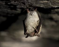 Attēlu rezultāti vaicājumam “Myotis daubentonii”