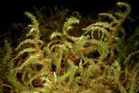 Attēlu rezultāti vaicājumam “Rhytidiadelphus subpinnatus”