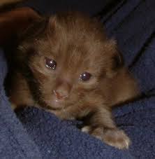 Image result for Liopsetta glacialis