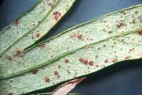 Attēlu rezultāti vaicājumam “Puccinia agrostidis”