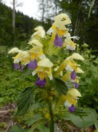 Attēlu rezultāti vaicājumam “Galeopsis speciosa leaf”