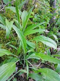 Attēlu rezultāti vaicājumam “Scorzonera humilis leaf”