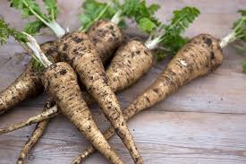 Image result for Pastinaca sativa