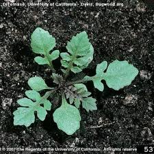 Attēlu rezultāti vaicājumam “Rorippa sylvestris leaf”