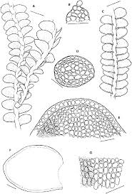 Attēlu rezultāti vaicājumam “Odontoschisma denudatum cells”