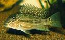 South American Cichlids