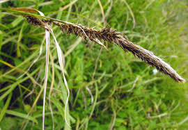 Attēlu rezultāti vaicājumam “Carex riparia”