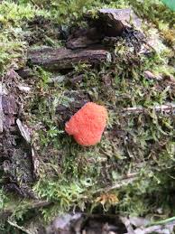 Attēlu rezultāti vaicājumam “Tubifera ferruginosa subsp. acutissima”