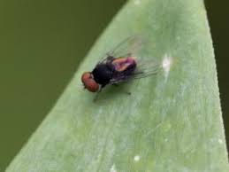 Attēlu rezultāti vaicājumam “Platypezidae”