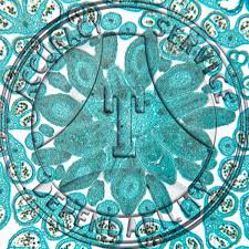 Attēlu rezultāti vaicājumam “Ranunculus acris flower”