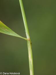 Attēlu rezultāti vaicājumam “Agrostis stolonifera subsp. straminea”