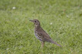 Attēlu rezultāti vaicājumam “Turdus philomelos adult”