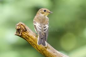 Attēlu rezultāti vaicājumam “Ficedula hypoleuca juvenile”