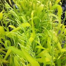 Attēlu rezultāti vaicājumam “Milium effusum flower”