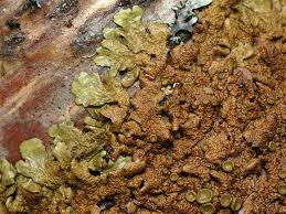 Attēlu rezultāti vaicājumam “Melanohalea olivacea”