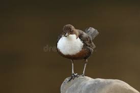 Attēlu rezultāti vaicājumam “Cinclus cinclus adult”