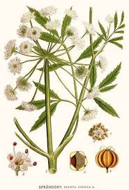 Attēlu rezultāti vaicājumam “Cicuta virosa flower”