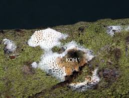 Attēlu rezultāti vaicājumam “Ceriporia viridans”