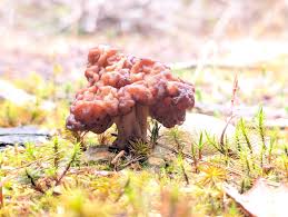 Attēlu rezultāti vaicājumam “Gyromitra esculenta”
