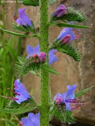 Attēlu rezultāti vaicājumam “Echium vulgare flower”