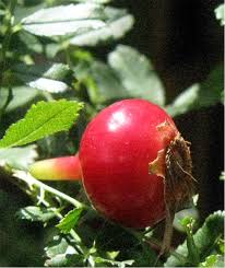 Attēlu rezultāti vaicājumam “Magnolia kobus fruit”