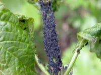 Attēlu rezultāti vaicājumam “Aphis farinosa”