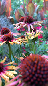 Attēlu rezultāti vaicājumam “Calamagrostis purpurea flower”