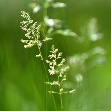 Attēlu rezultāti vaicājumam “Poa remota leaf”